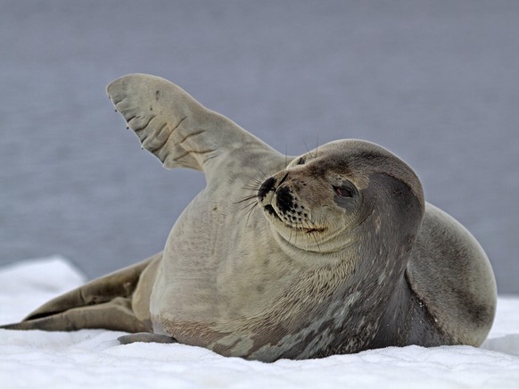 Weddellrobbe Robbe Seal Antarktis