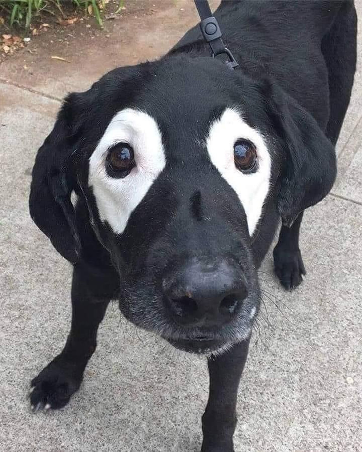 cute news tier hund

https://ch.pinterest.com/pin/1121888957199770241/
