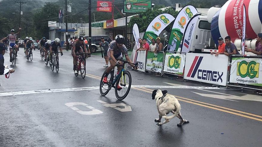 Hinter der Ziellinie wartet ein Hund auf Sprintsieger Carlos Brenes. Glücklicherweise können alle Fahrer ausweichen.