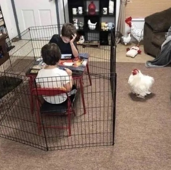 Kinder lerenen vor einem Hund ausserhalb des Käfigs
