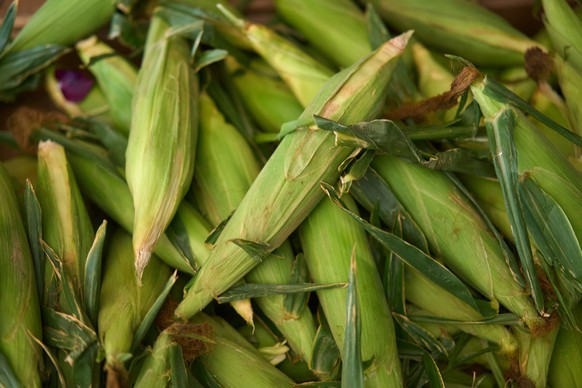 epa12035991 Fresh California corn for sale at a farm in Los Angeles, California, USA, 16 April 2025. California Governor Gavin Newsom and state Attorney General Rob Bonta sued the Trump administration ...