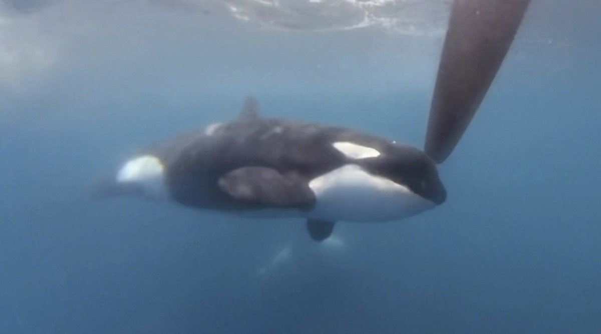 In a image from video provided by The Ocean Race, an orca moves along a rudder of the Team JAJO entry in The Ocean Race on Thursday, June 22, 2023, as the boat approached the Strait of Gibraltar. A po ...