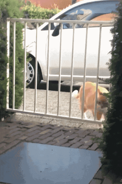 Animiertes GIF