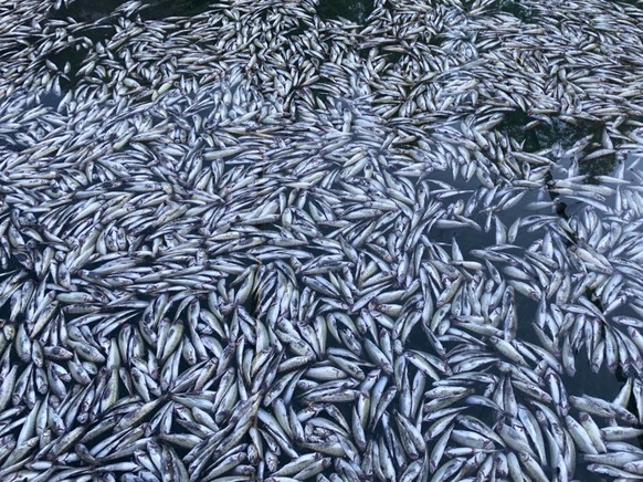 HANDOUT --- Tote Forellen liegen im Wasser im Blausee, undatiert. In der Fischzucht des bekannten Ausflugsziels Blausee im Berner Kandertal ist es laut den Betreibern in letzter Zeit wiederholt zu mas ...