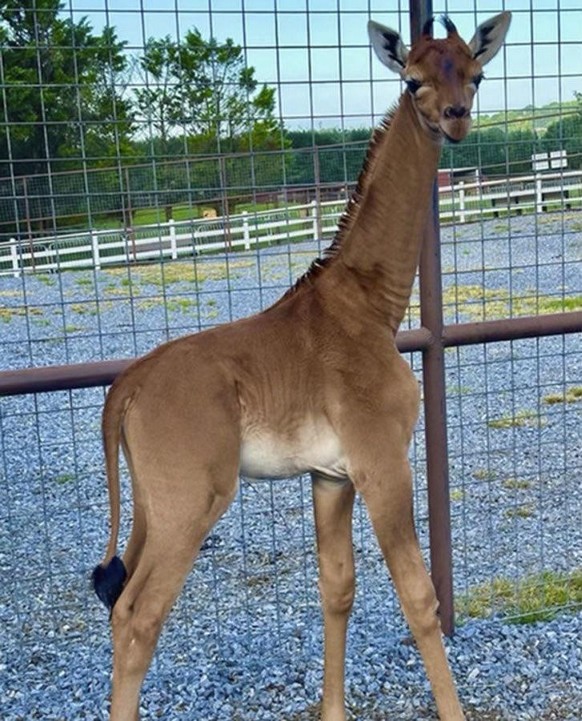 cute news animal giraffe https://imgur.com/t/aww/YMRXB7x