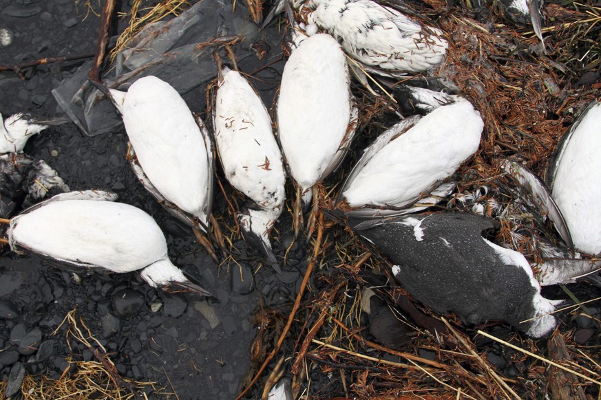 FILE - In this Jan. 7, 2016, photo, dead common murres lie on a rocky beach in Whittier, Alaska. A year after tens of thousands of common murres, an abundant North Pacific seabird, starved and washed  ...