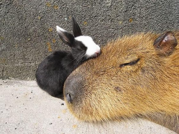 capybara

https://imgur.com/gallery/XKtnH