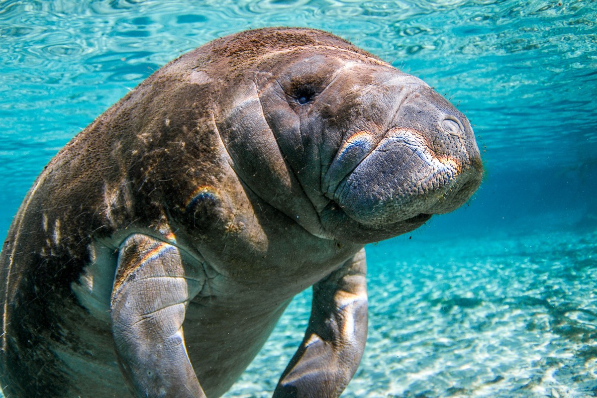 Eine Rundschwanzseekuh vor Florida.
