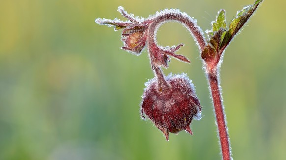 In der schweiz ist in der vergangenen nacht in diesem herbst erstmals zu bodenfrost gekommen