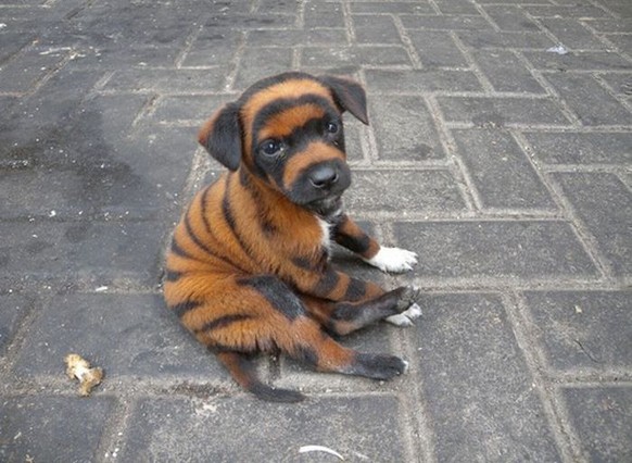 http://www.sanitaryum.com/wp-content/uploads/2010/08/tiger_puppy.jpg