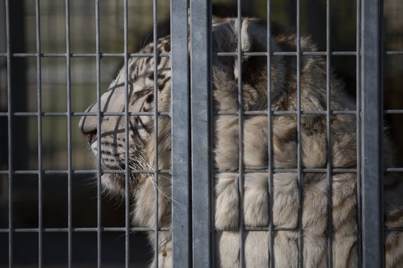 King the white tiger sits in a cage at the Royal Circus based in Senas, southern France, Wednesday, Feb. 21, 2021. As circuses continue to sit idle due to coronavirus restrictions French lawmakers are ...