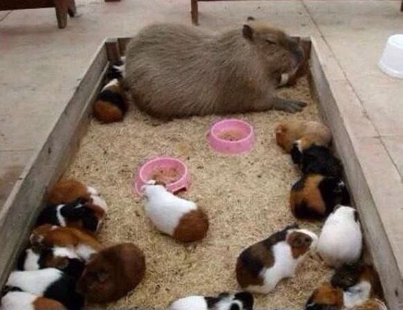 Capybara.
Cute News
http://imgur.com/gallery/aN7Br