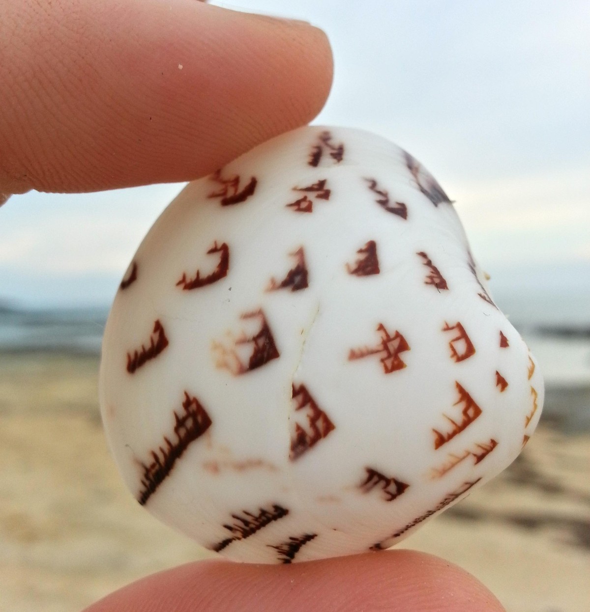 Muschel am Strand
