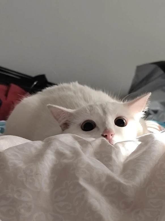 cute news tier katze

https://www.reddit.com/r/cats/comments/1ljh1ul/that_very_instant_just_before_she_pounces/
