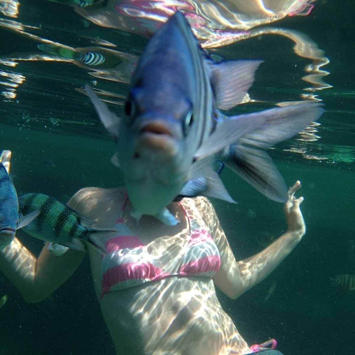 Fisch Photobomb