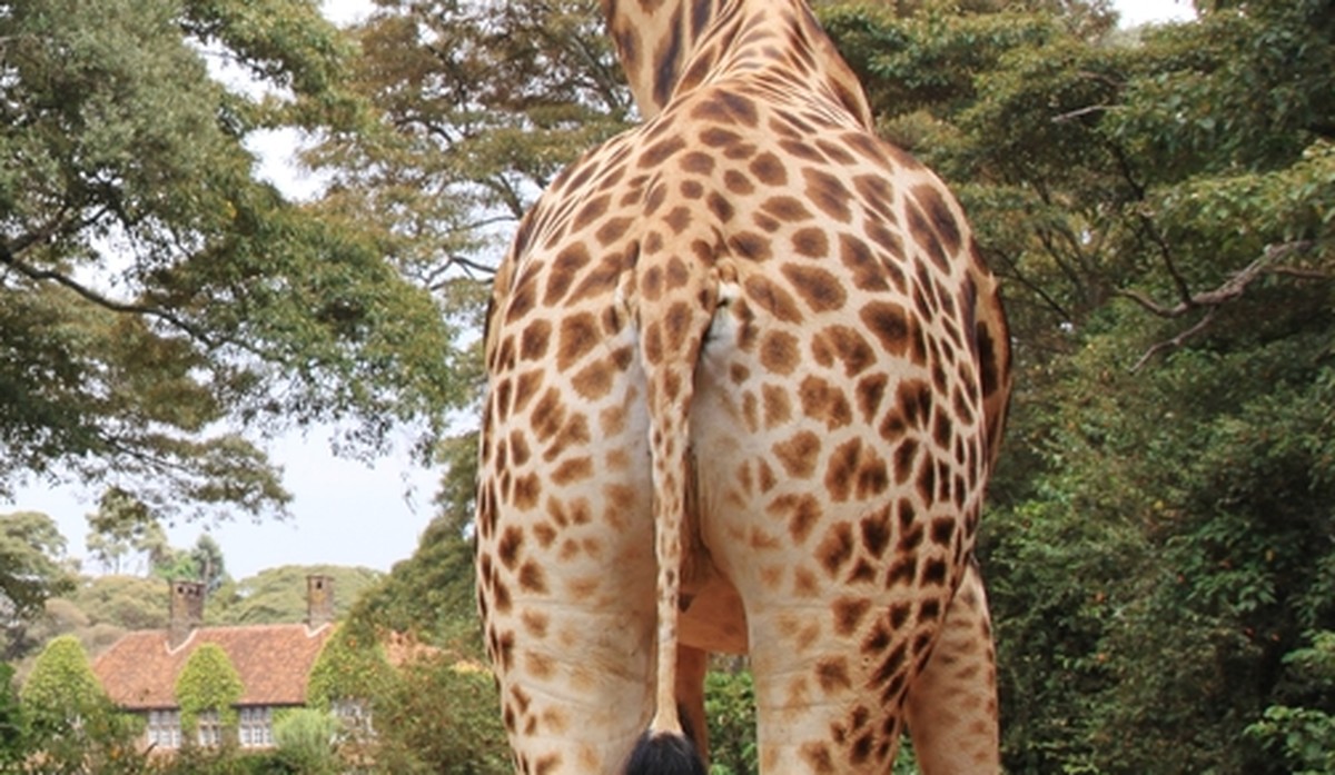 Giraffe