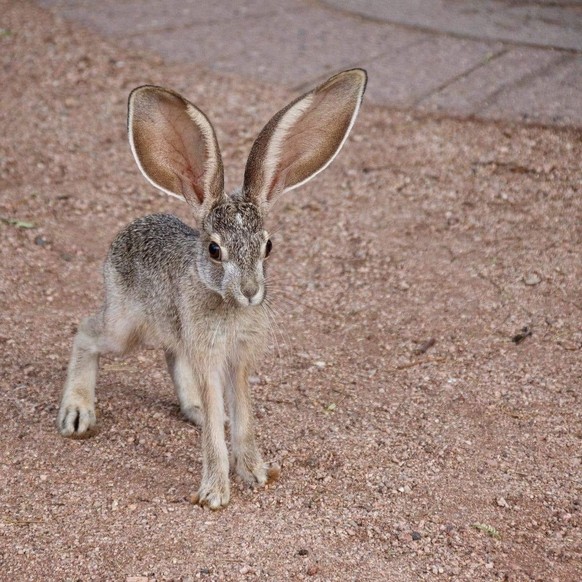 cute news tier hase

https://ch.pinterest.com/pin/1121888957182699410/