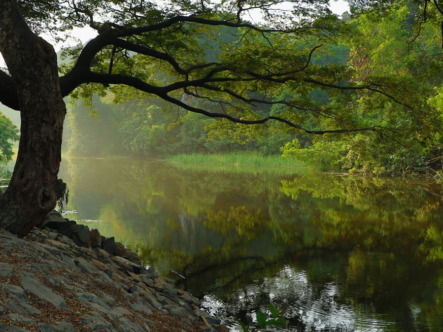 Baum, Landschaft, Fotografie
https://unsplash.com/photos/guW0fgImEXQ