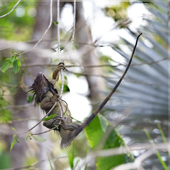 World Nature Photography Awards 2021: Behaviour - Amphibians and Reptiles, 3. Platz, Patrick Nowotny Hang, US. Green iguana, Costa Rica.