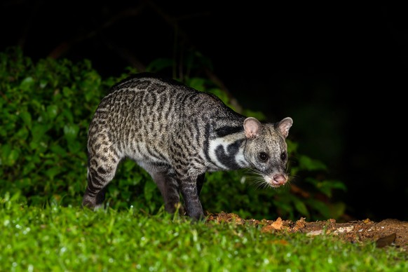 Indische Zibetkatze