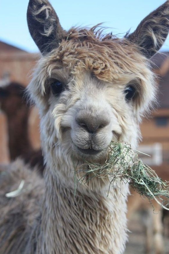 cute news animal tier alpaka

https://imgur.com/t/alpaca/vBMUdEH