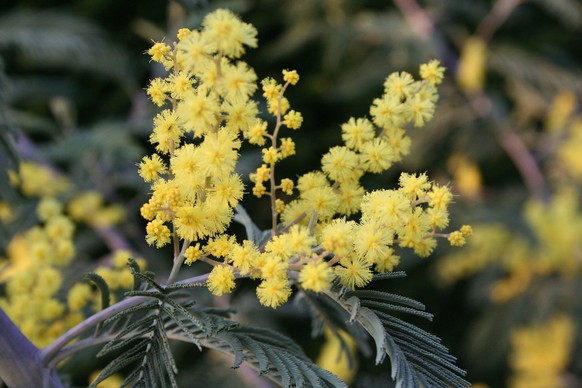 acacia dealbata blüte blume mimose falsche mimose akazienblüte mimosa https://de.wikipedia.org/wiki/Silber-Akazie#/media/Datei:Acacia_dealbata_Garden_060407w.jpg