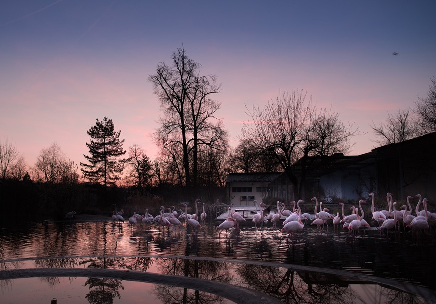 Rauszeit Nächtliche Aktivitäten Schweiz Bern Tierpark Dählhölzli