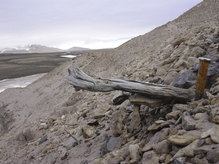 A two million-year-old trunk from a larch tree is stuck in the permafrost within the coastal deposits at Kap Kobenhavn, Greenland. The tree was carried to the sea by the rivers that eroded the former  ...