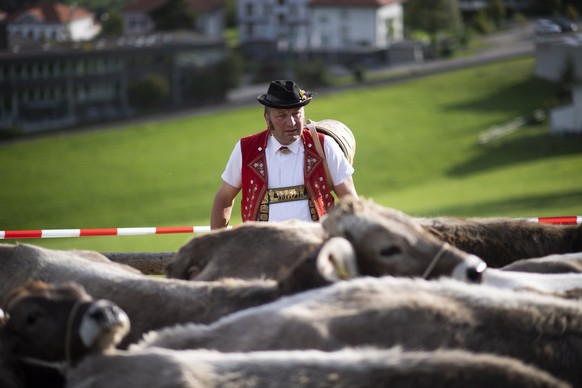 epa09501241 An alpine herderman watches cows, at the livestock show in Heiden, Switzerland, 02 October 2021. In autumn, when the farmers return from the alpine pastures with their cattle, cattle shows ...