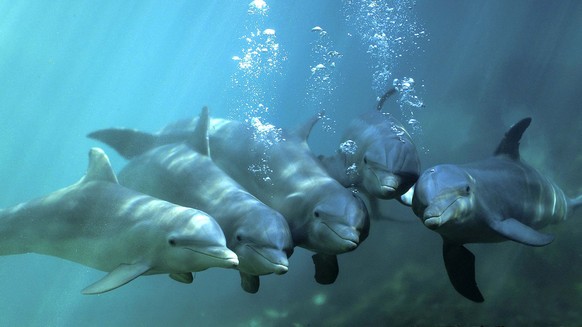 Grosse Tümmler (Tursiops truncatus), Delfine