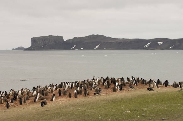 Bildnummer: 55347599 Datum: 26.01.2006 Copyright: imago/imagebroker
Zügelpinguine (Pygoscelis antarcticus) und Eselspinguine (Pygoscelis papua), Aitcho Island, Südliche Shetlandinseln, Antarktis Reise ...