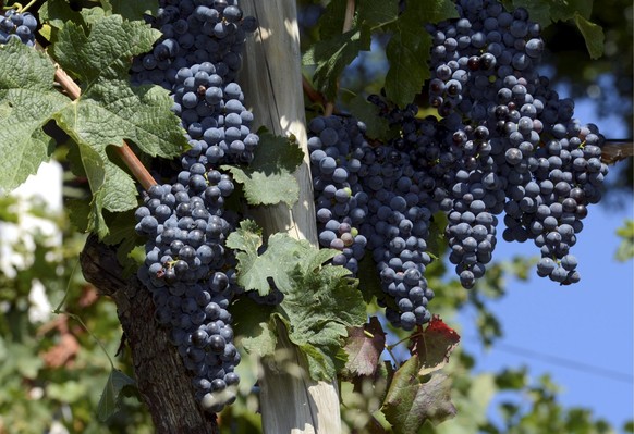 Merlot-Trauben wachsen unter der warmen Hebstsonne in Porza TI, am Montag, 22. September 2013. (KEYSTONE/Karl Mathis)