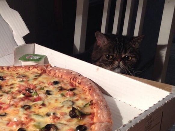 Katze, pizza