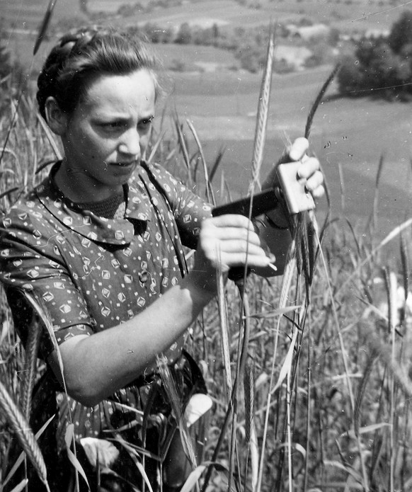Pistolenimpfung der Roggenähre mit Mutterkorn, 1943.