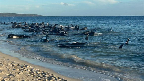 epa11299393 A handout photo made available by Parks and Wildlife, Western Australia (WA) of a mass stranding of whales at Toby&#039;s Inlet in Western Australia, Australia, 25 April 2024. According to ...