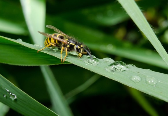 Das Wichtigste zu den Wespen: Wespen mögen es nicht, wenn es regnet. Dafür, wenn sie die Tropfen trinken können.