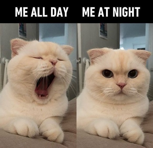 Me all day vs. Me at night – Meme