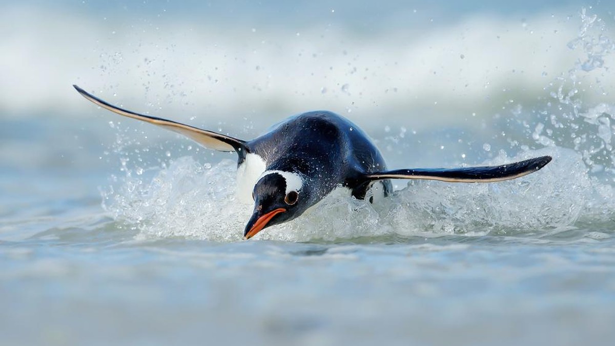 Bird flu discovered in penguins on Broadway star Chita Rivera of Falkland Islands dies at 91