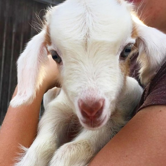 cute news tier ziege 

https://ch.pinterest.com/pin/959055683227786876/