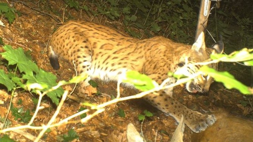 In die Fotofalle getappt. Dieser Luchs wird beim Erlegen eines Rehs geblitzt.