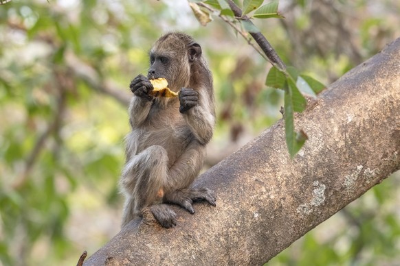 Schwarzer Br�llaffe Alouatta, Jungtier, juvenil, Pantanal, Binnenland, Feuchtgebiet, UNESCO Biosph�renreservat, Weltnaturerbe, Feuchtbiotop, Mato Grosso, Brasilien, S�damerika Black howler Alouatta, j ...