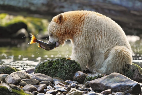 Amerikanischer Schwarzbär Ursus americanus kermodei Spirit Bear weiße Morphe, erwachsen, ernährt sich vom Fang, angelt Lachs am Flussufer im gemäßigten Küstenregenwald, Großer Bärenregenwald, Gribbell ...