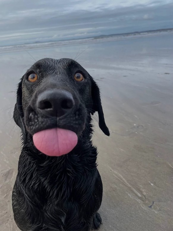 cute news tier hund

https://ch.pinterest.com/pin/738449670157783848/