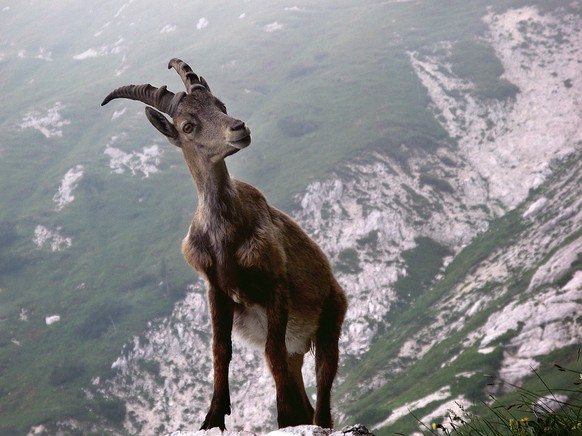 Steinbock weiblich (vermutlich)
https://pixabay.com/de/steinbock-tier-alpine-berge-natur-1384634/