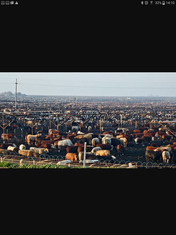 Wem Tiere nicht egal sind, der verspeist alles – von der Schnauze bis zum Schwanz
Zum Rindfleisch gehören noch einige Zusatzinfos.
Es stimmt, bei Rindfleisch aus US Feedlots wo nur bewässerter Mais u ...