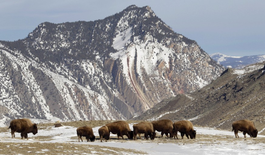 FILE - In This Feb.14, 2011 file photo, a group of bison graze, just inside Yellowstone National Park near Gardiner, Mont. Yellowstone National Park proposes to kill roughly 1,000 wild bison this wint ...