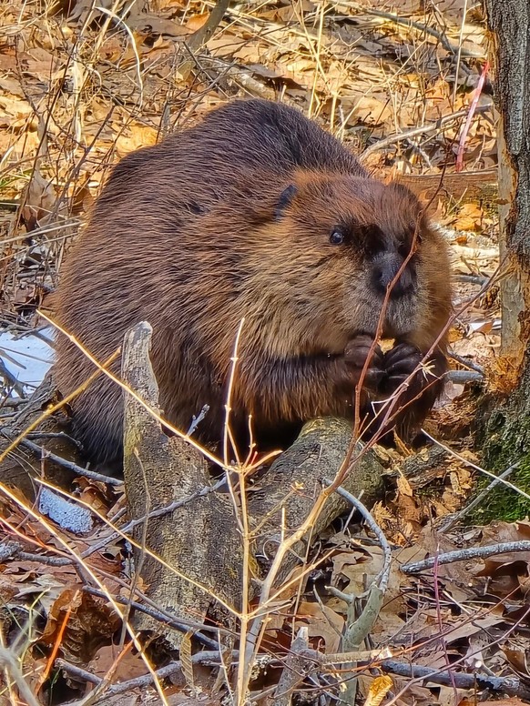 cute news tier biber

https://www.reddit.com/r/Beavers/comments/1r6lafj/caught_in_the_act/