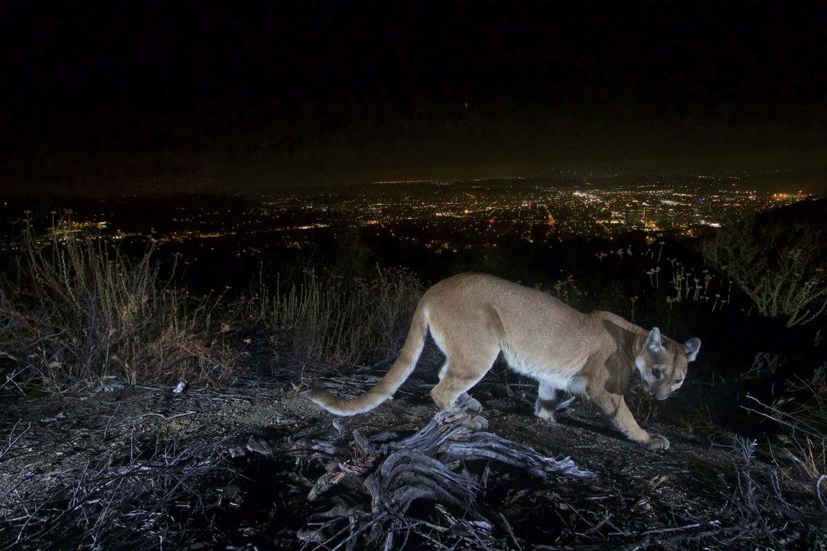 22 personnes ont été attaquées par des pumas depuis 1986 en Californie. (image d'illustration)