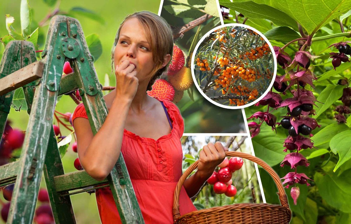 Voici 9 fruits méconnus à avoir dans votre jardin.