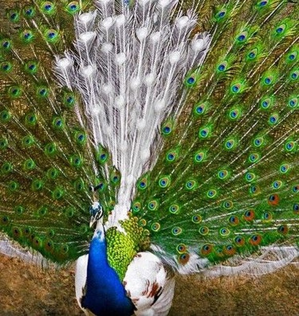Teil-Albino-Pfau
Pinterest
http://blogs.fanbox.com/rare.peacock